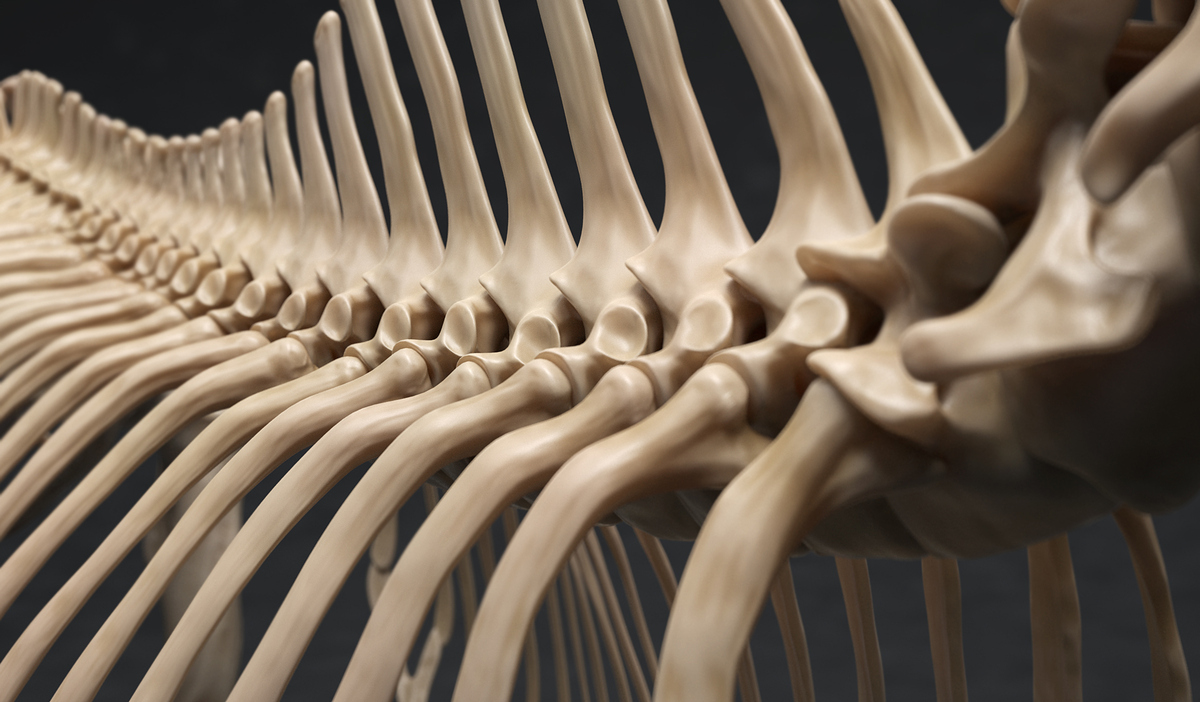 Skeleton-1