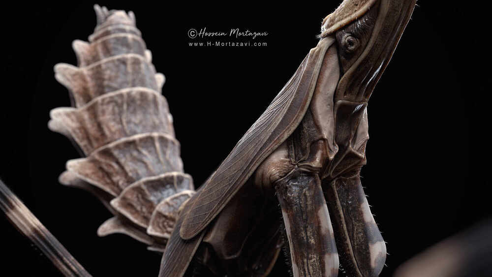 Praying Mantis_07-www.h-mortazavi.com