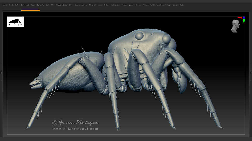Jumping_Spider_WIP_04