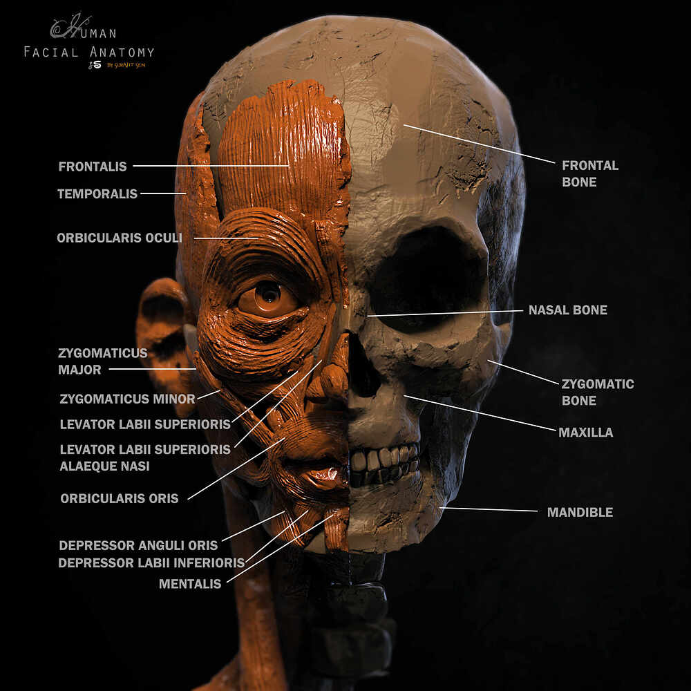 Human Facial Anatomy_Digital_Sculpture_by_SurajitSen_Nov2022