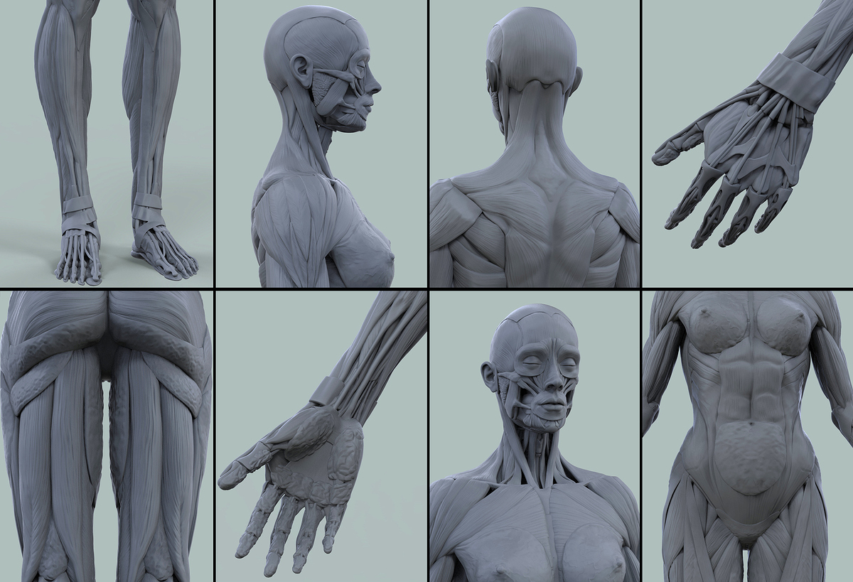 Female_Anatomy_kit_Allin4k
