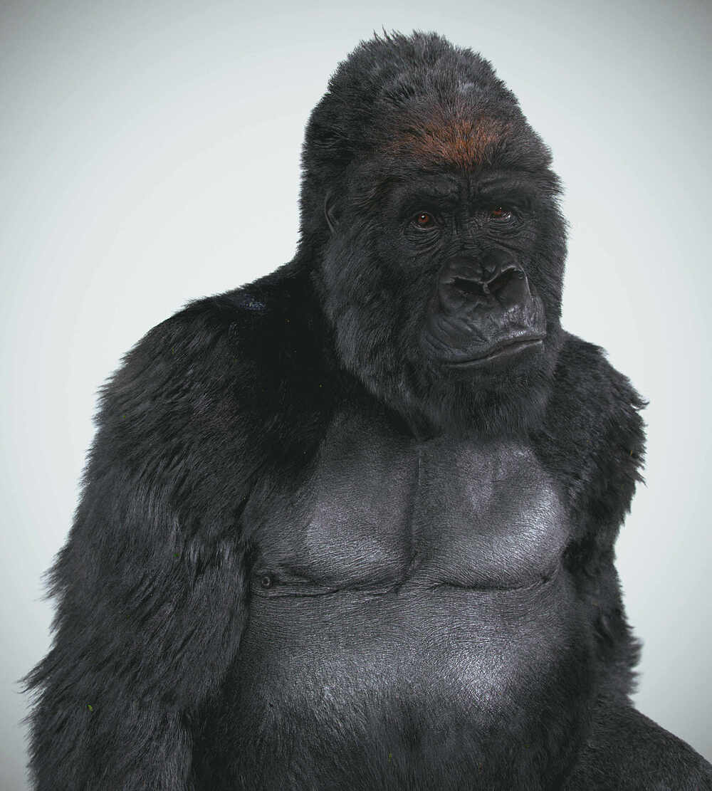 Gorilla_final_003_studio