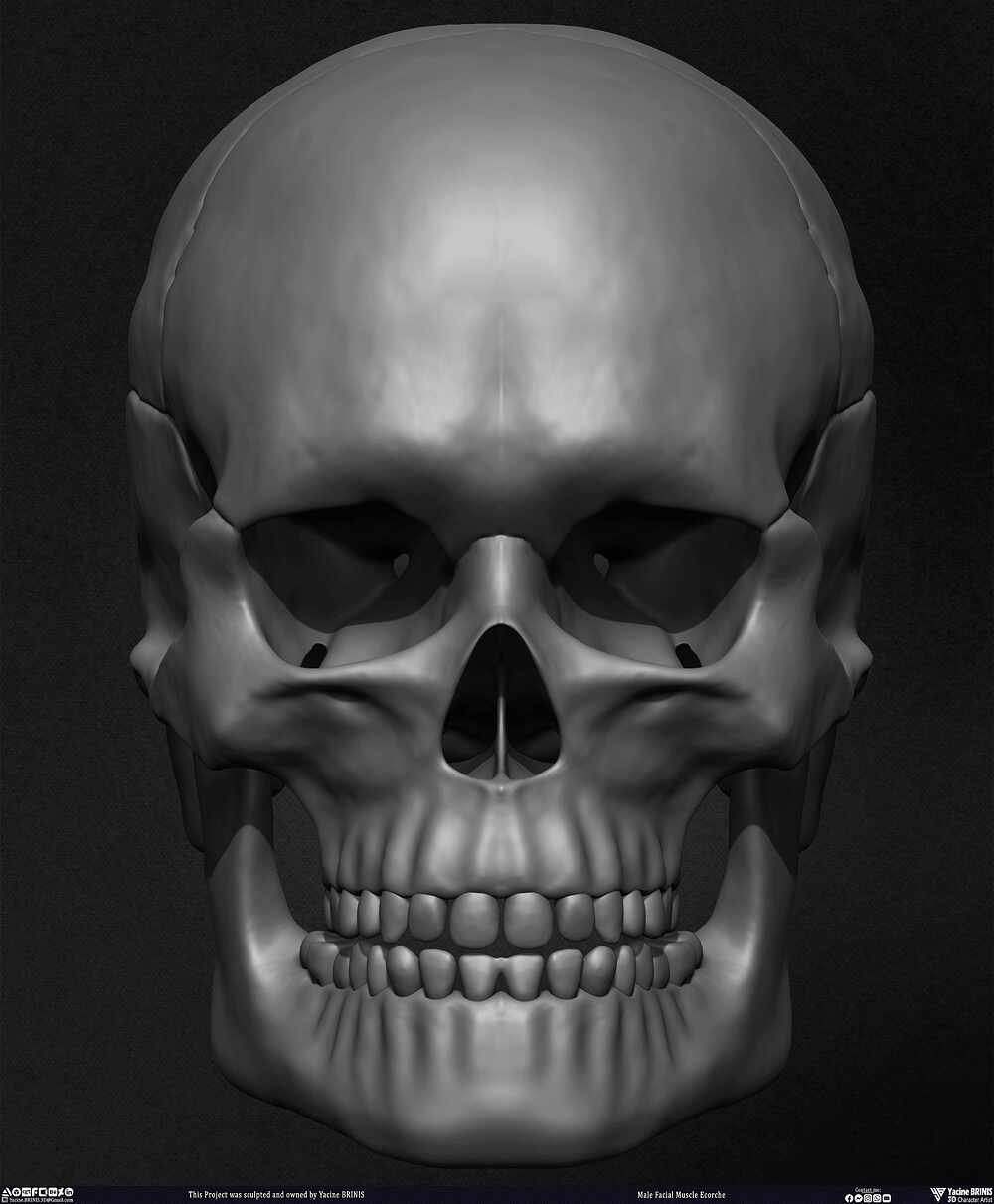 Male Facial Ecorche Human Anatomy sculpted by Yacine BRINIS 014