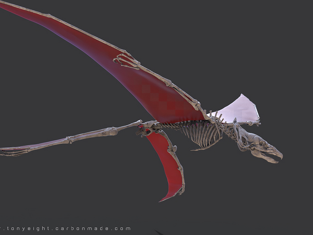 aes nexala_skeleton_01.119.jpg