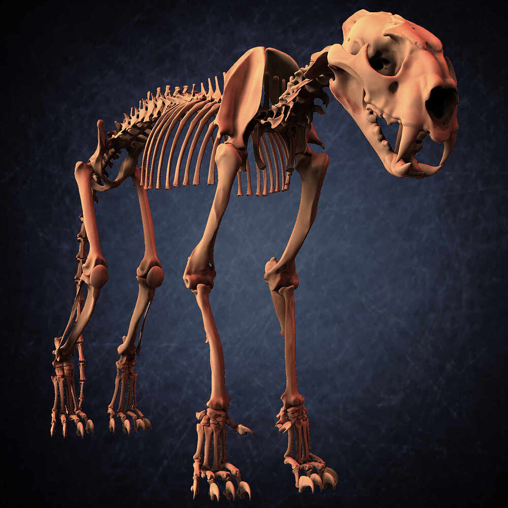 Leopard Skeleton 3D Model Sculpted By Yacine BRINIS 034