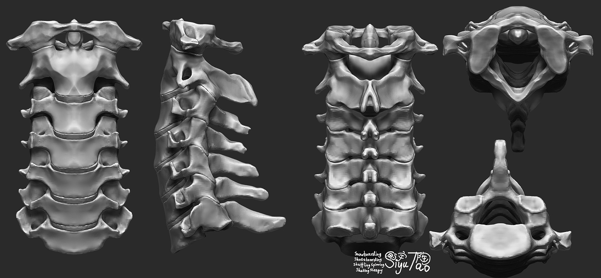 CervicalVertebra002