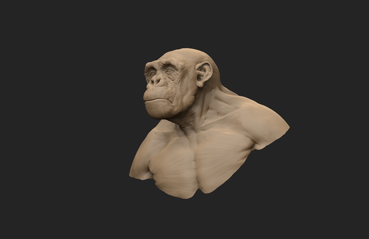 chimp_003