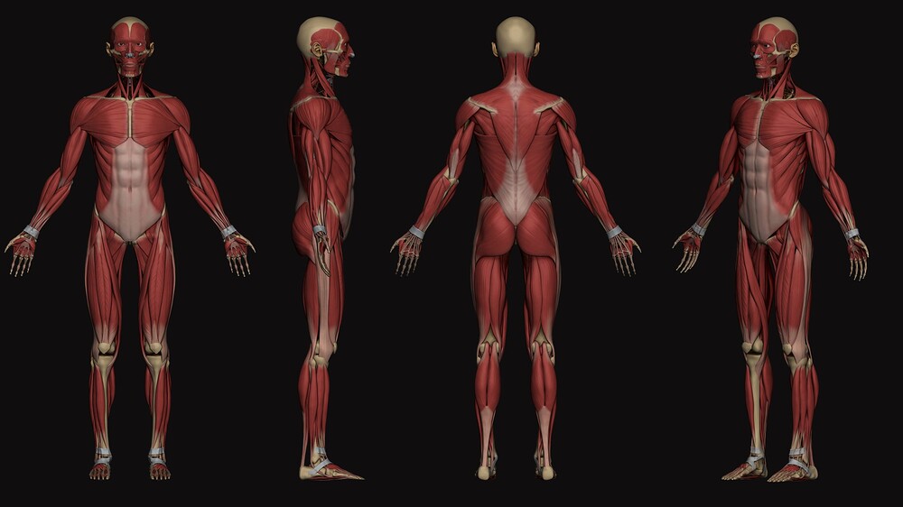 Ecorche_four_angles