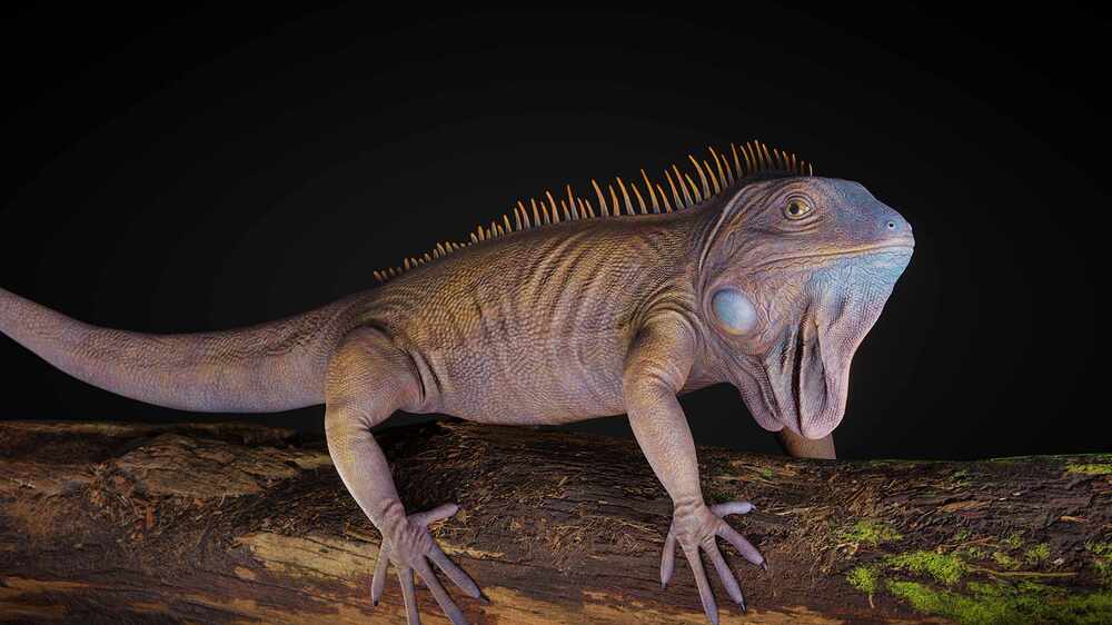 Iguana1