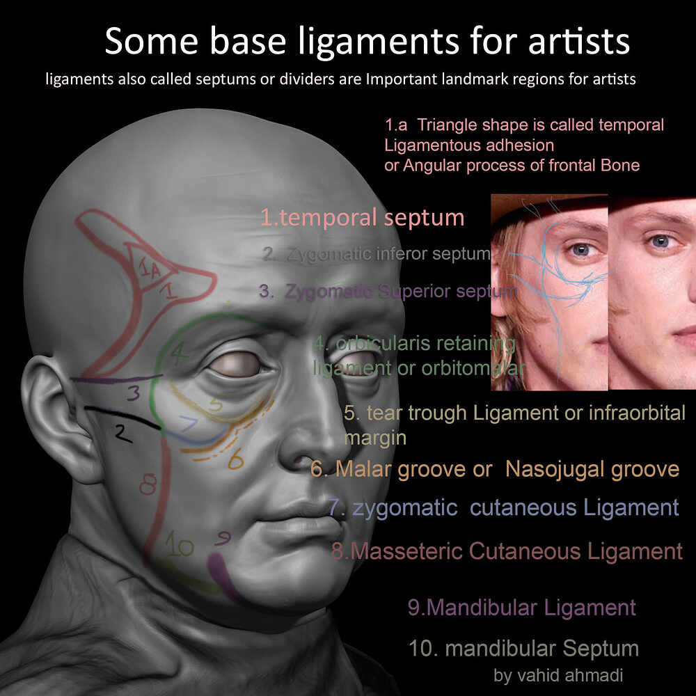 Ligamnets of face by vahid ahmadi