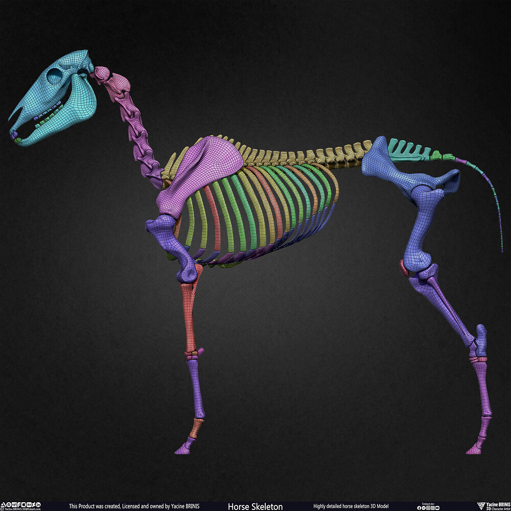 Highly Detailed Horse Skeleton 3D Model Sculpted by Yacine BRINIS Set 062