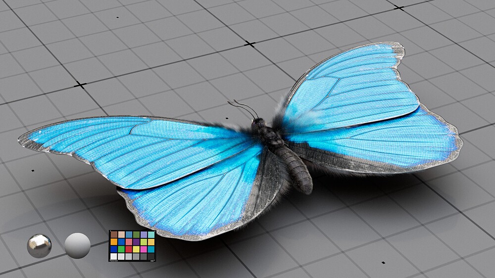 Blue_Morpho_02