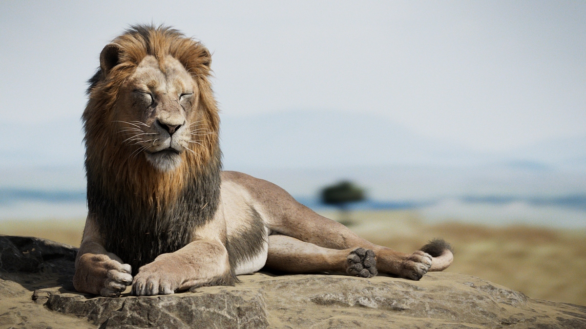 lionZDefocus3_1064