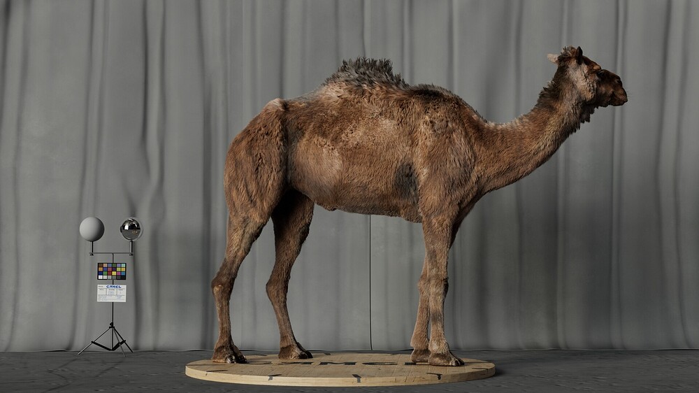 hussein-rasekh-03
