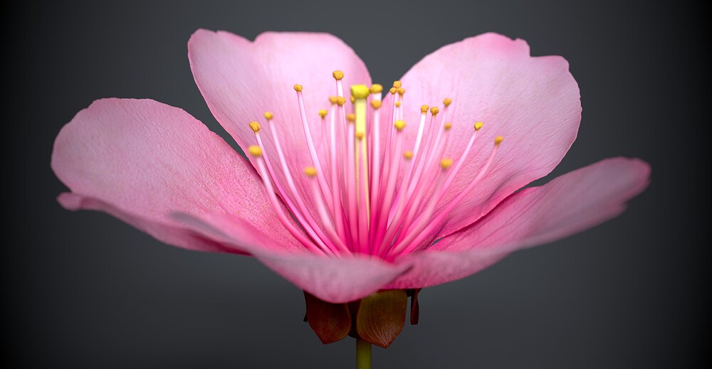 樱花5