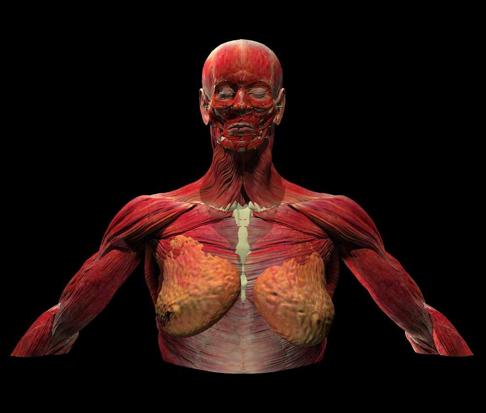 t28_muscles.2036125