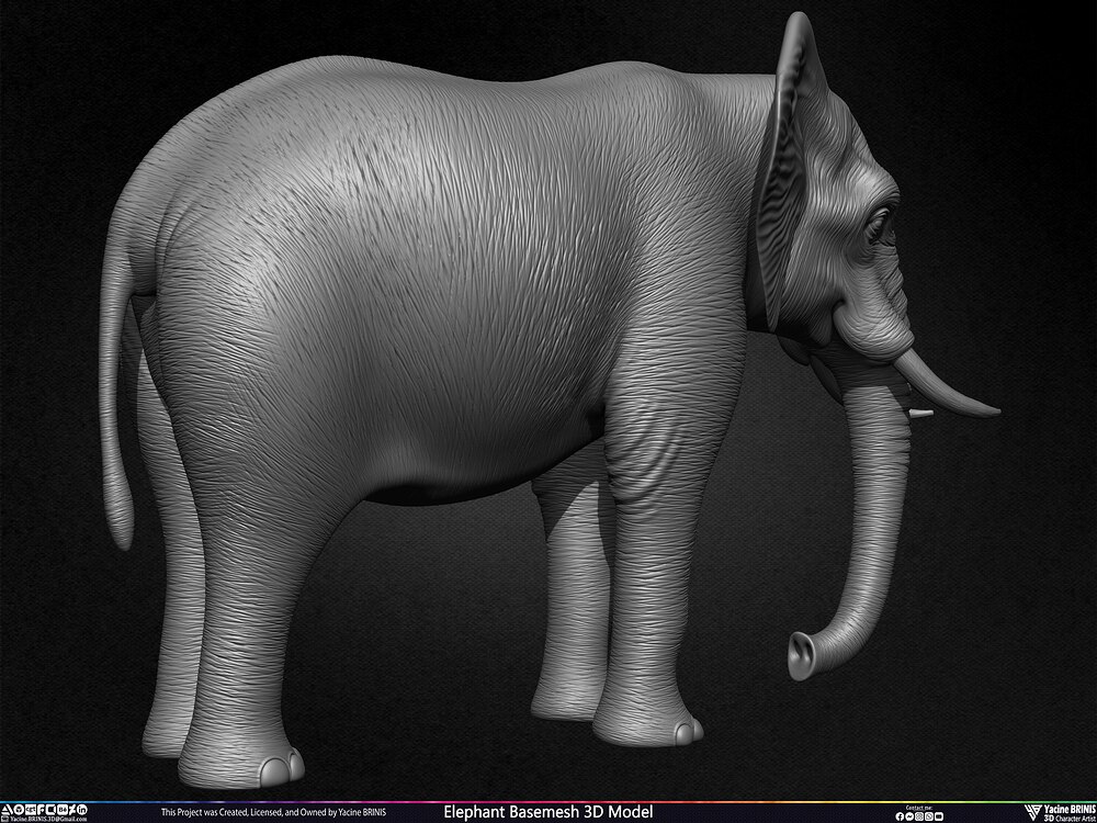 Elephant Basemesh 3D Model Animal Sculpted by Yacine BRINIS Set 025