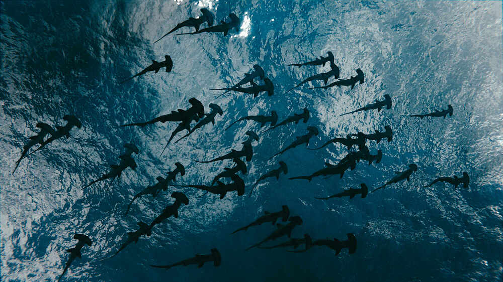 hammerhead shark school-1