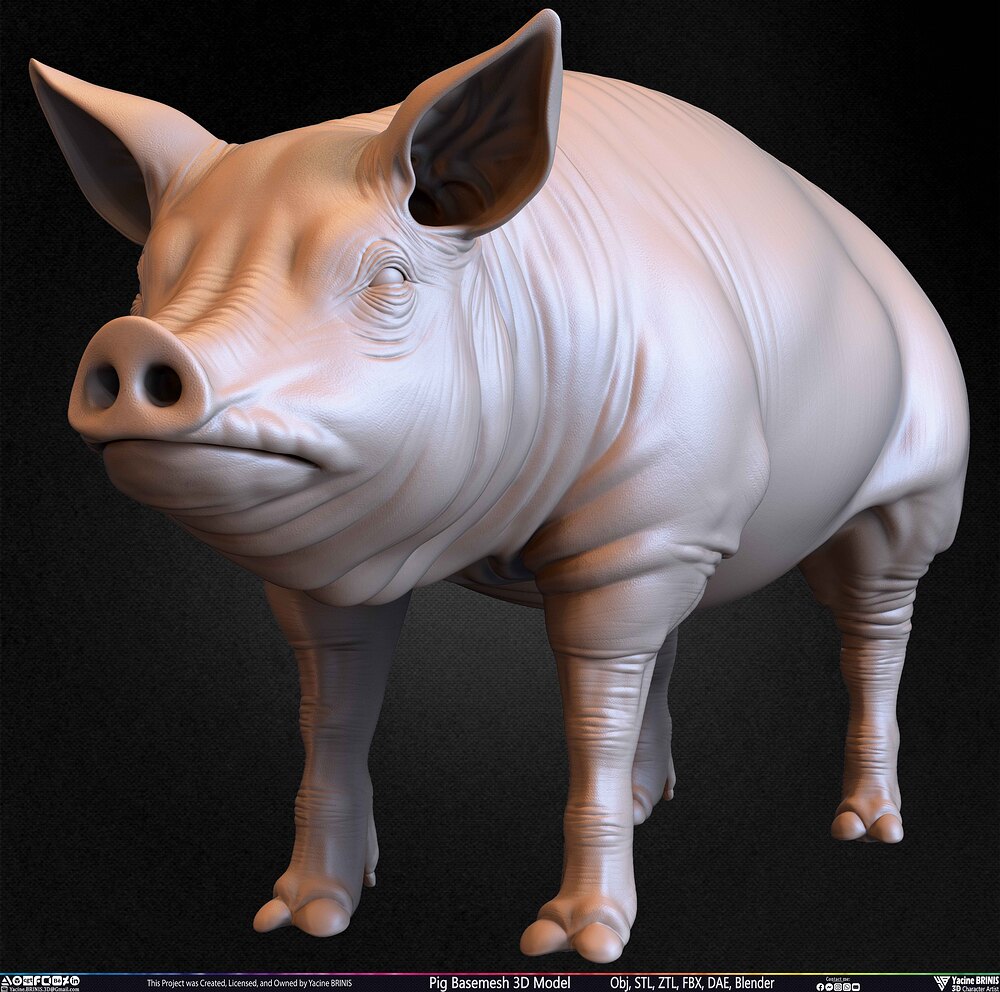 Pig Basemesh 3D Model Animal Anatomy Sculpted by Yacine BRINIS Set 037