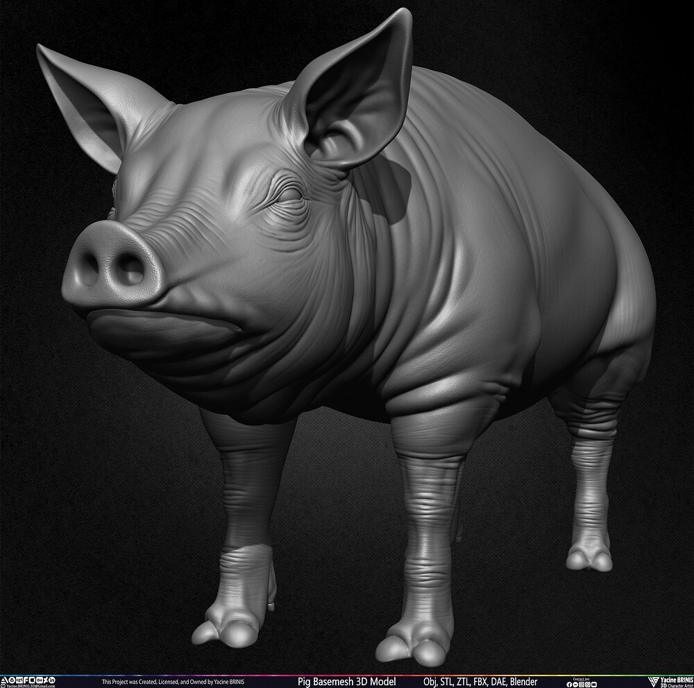 Pig Basemesh 3D Model Animal Anatomy Sculpted by Yacine BRINIS Set 012