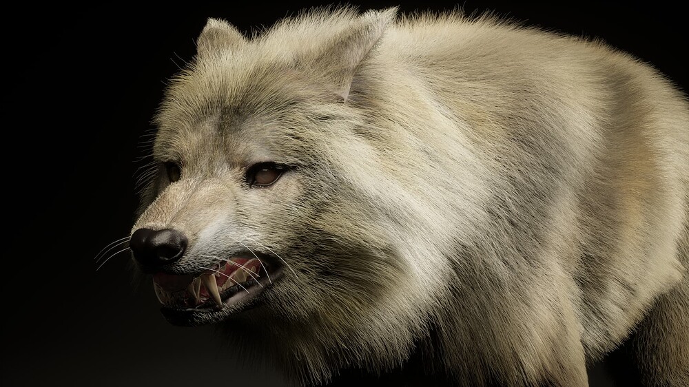 LS_Wolf.0034