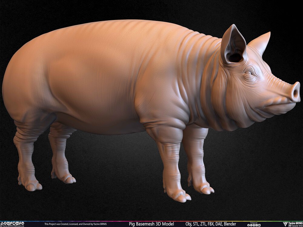Pig Basemesh 3D Model Animal Anatomy Sculpted by Yacine BRINIS Set 057