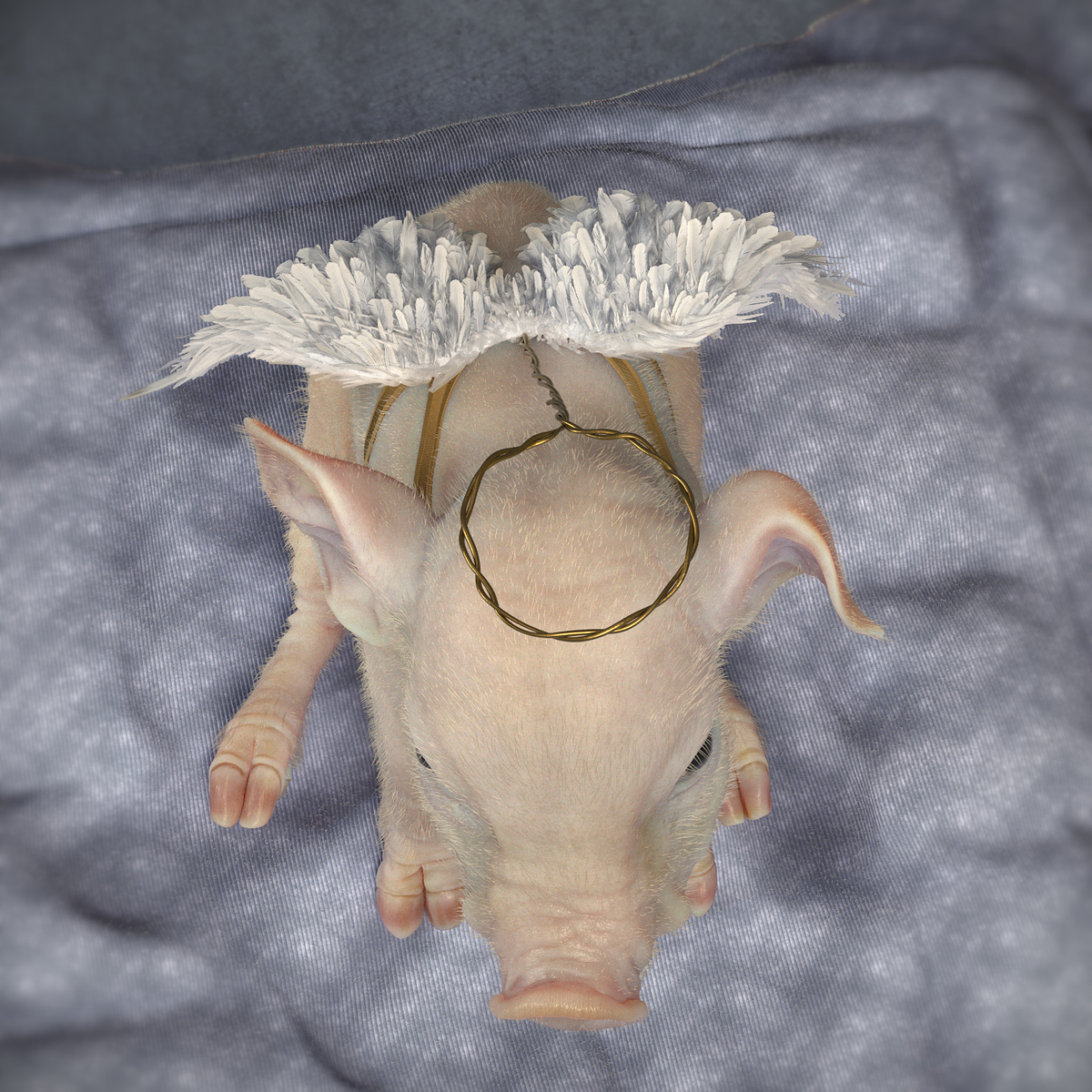 LittlePig_1.0008