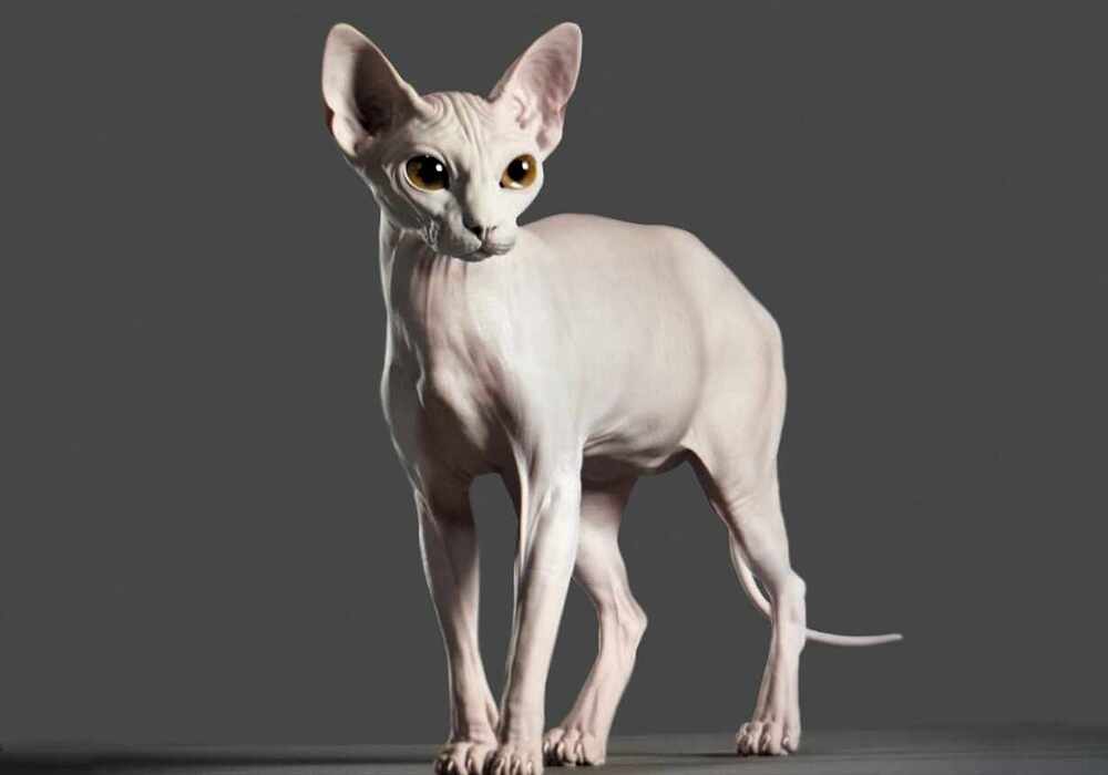 catNew8