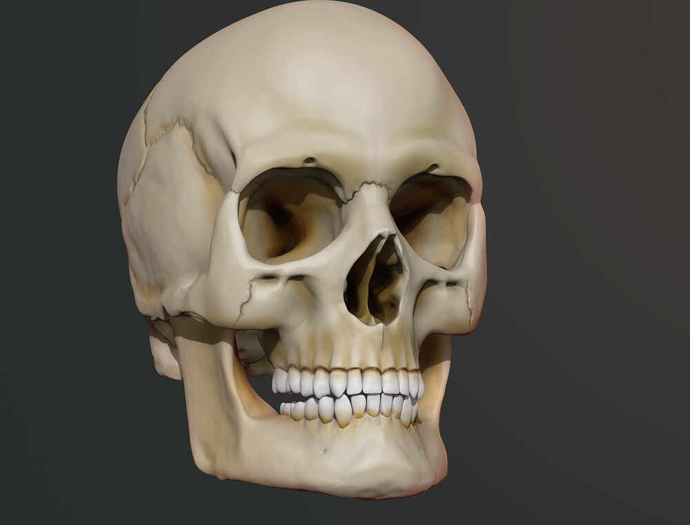 Craneo_render_compo