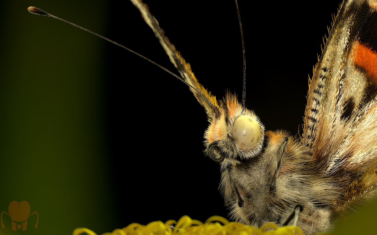 v_cardui_render_07