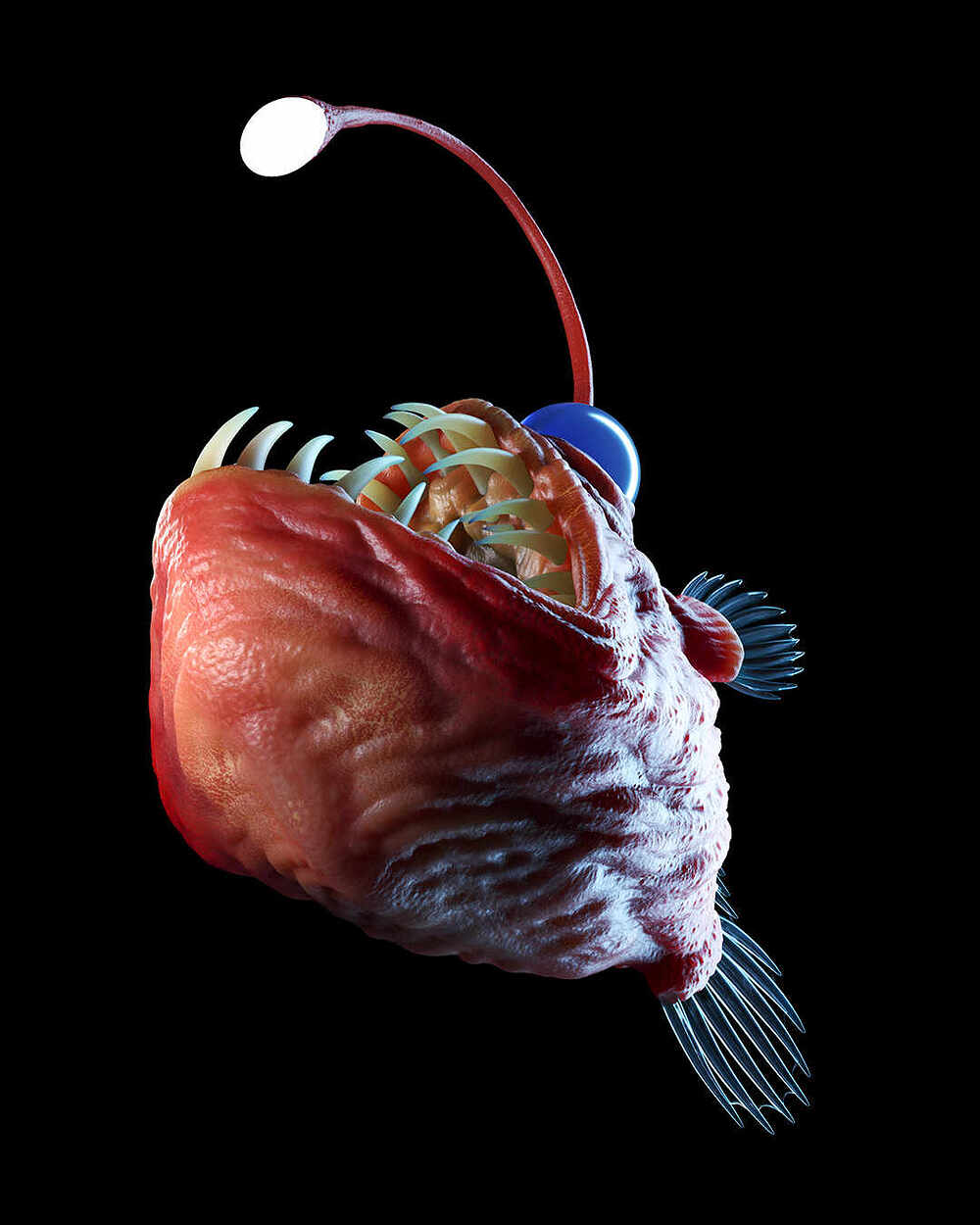 angler3
