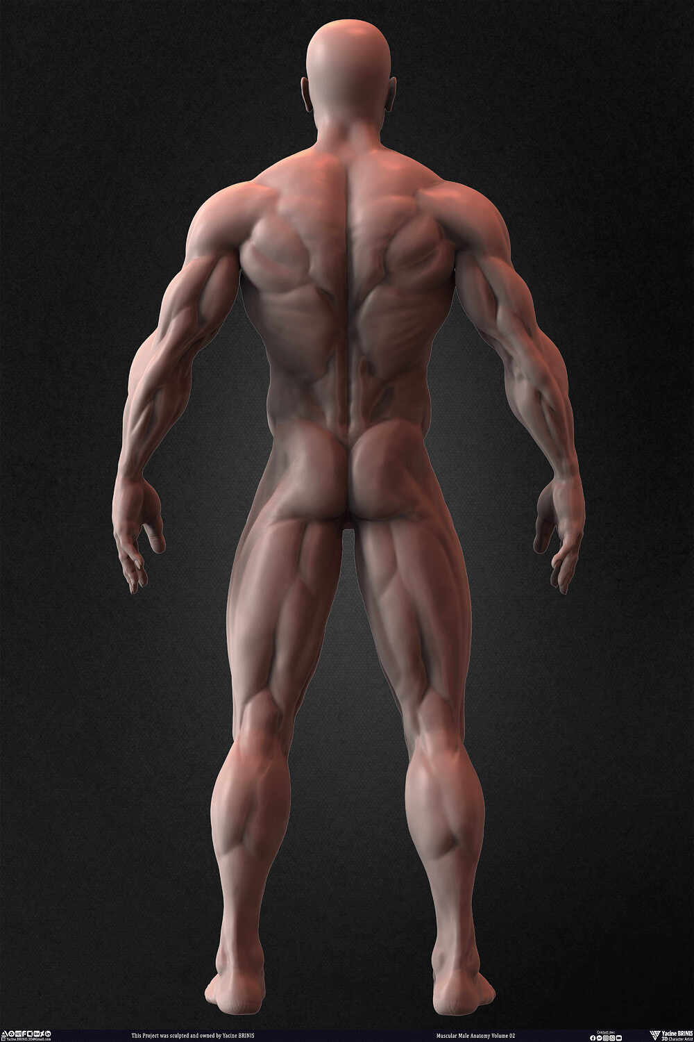 Muscular Male Anatomy Volume 2 3D Character sculpted by Yacine BRINIS 023