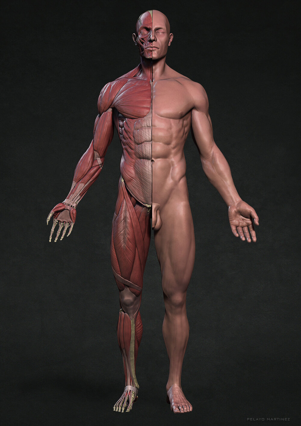 SkinHalf-Front