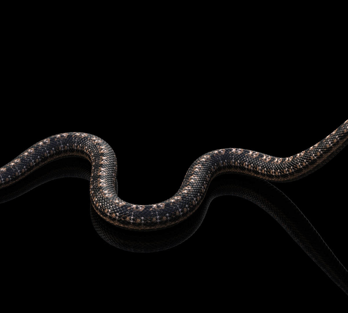 Snake final fond noir 2.jpg