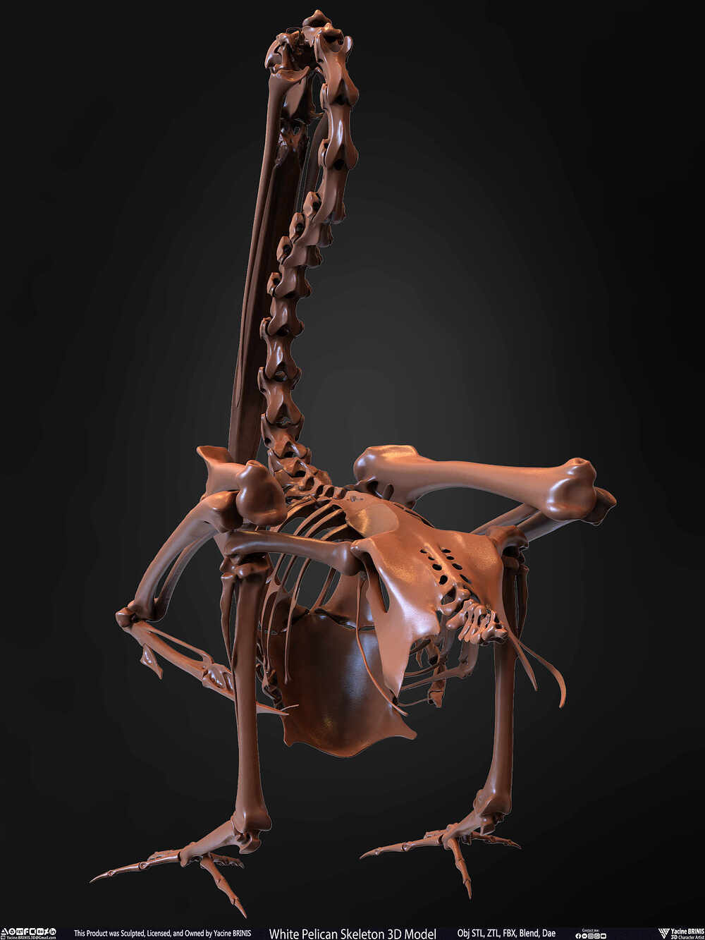 White Pelican Skeleton 3D Model Sculpted by Yacine BRINIS Set 018