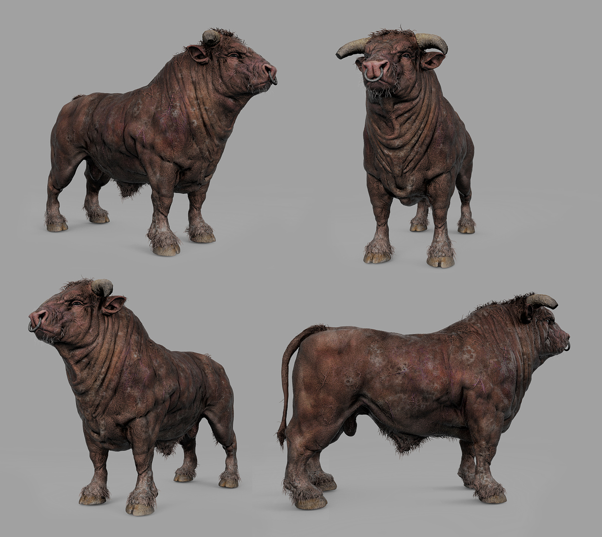 bulls_A