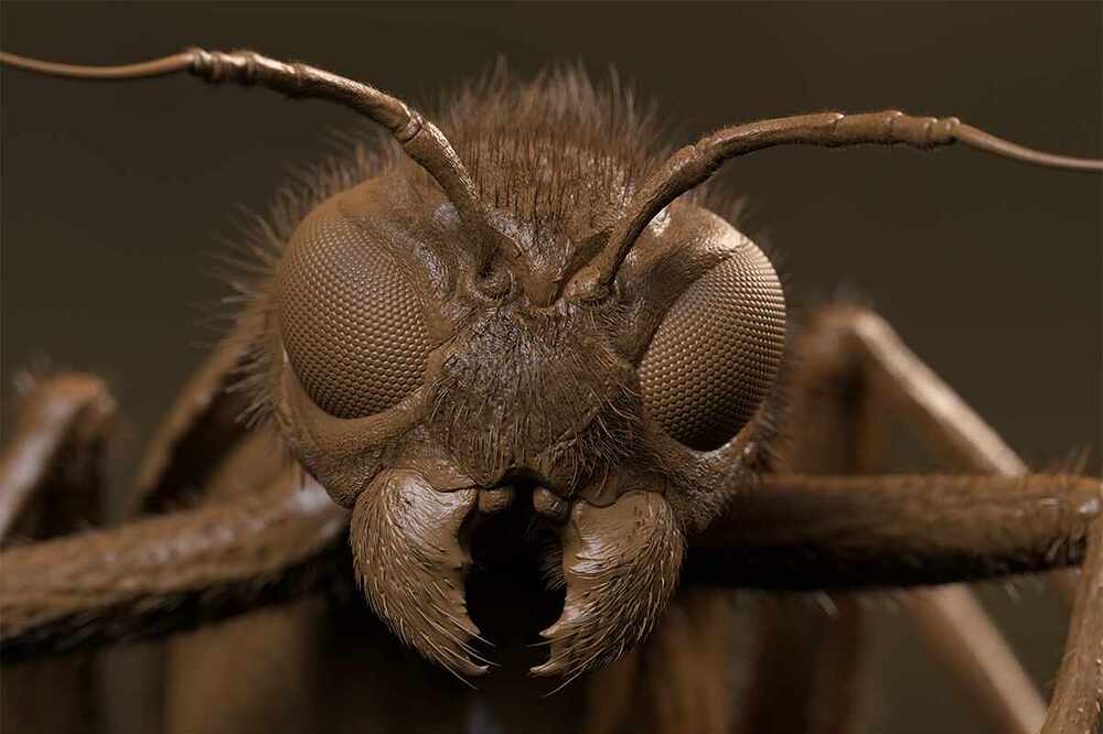 INSECT9 copy