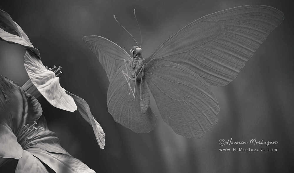 Butterfly_05-www.h-mortazavi.com