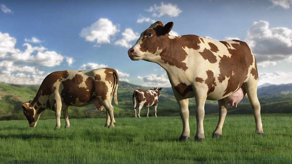 Cow 1