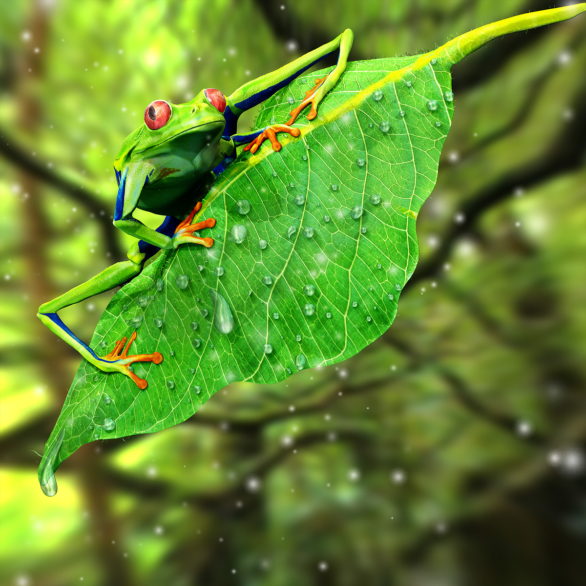 Tree_Frog_Final_2K_Web