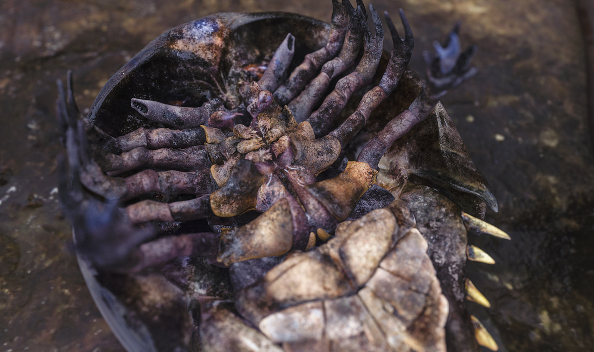 HS_Crab_Diseased_Cold_V04