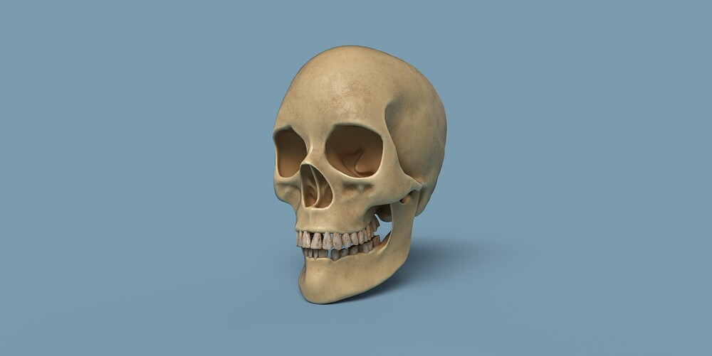Craneo_Render_02