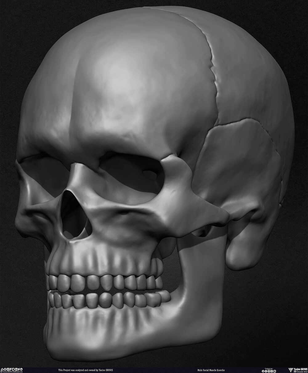 Male Facial Ecorche Human Anatomy sculpted by Yacine BRINIS 015