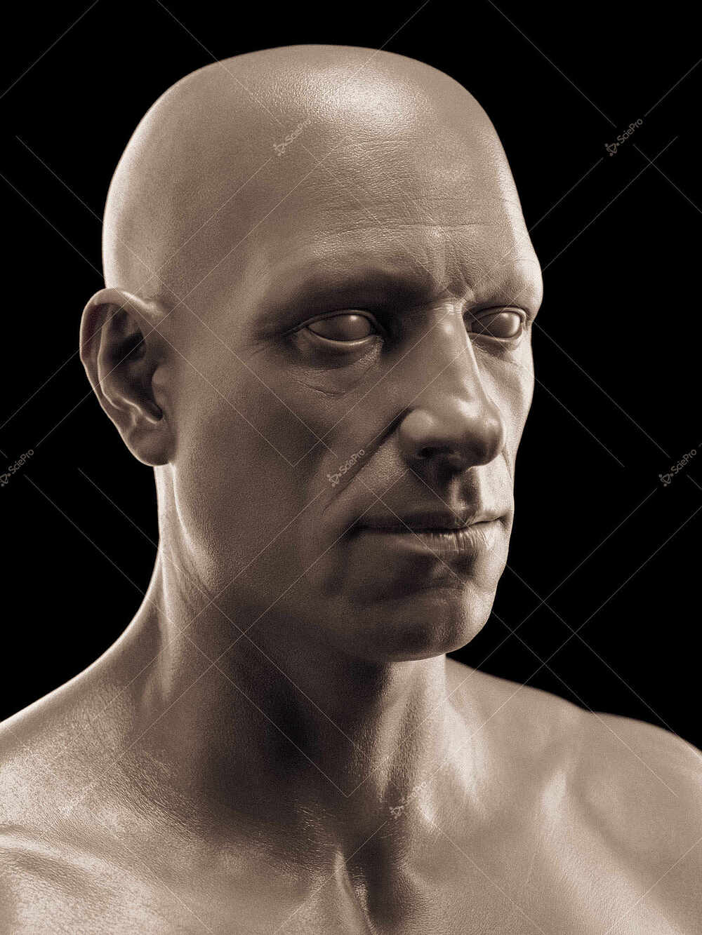 averageFitMale_headNeck_anatomyLayer1