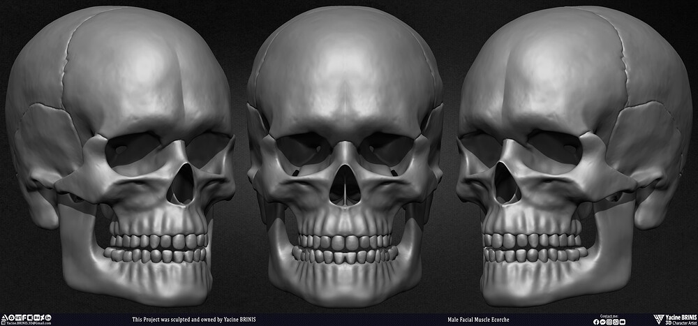 Male Facial Ecorche Human Anatomy sculpted by Yacine BRINIS 005