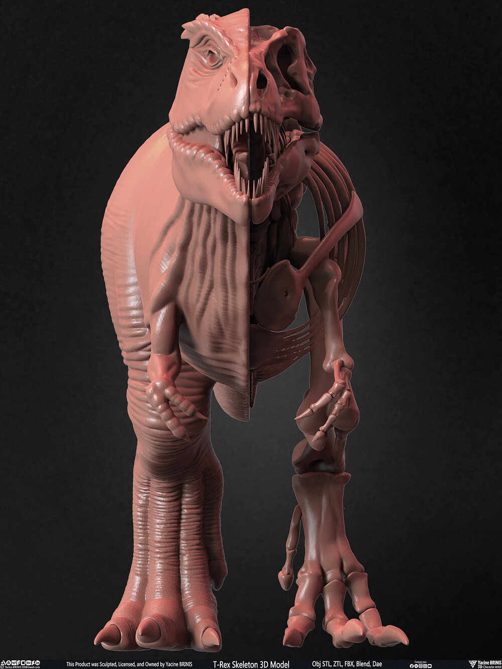T-Rex Skeleton 3D Model (Tyrannosaurus Rex) Sculpted By Yacine BRINIS Set 049