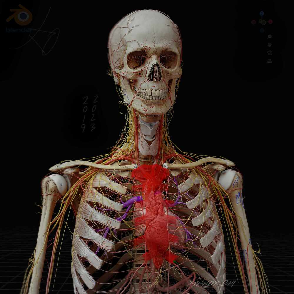 Anatomy_Digital human_artery_nerve 2