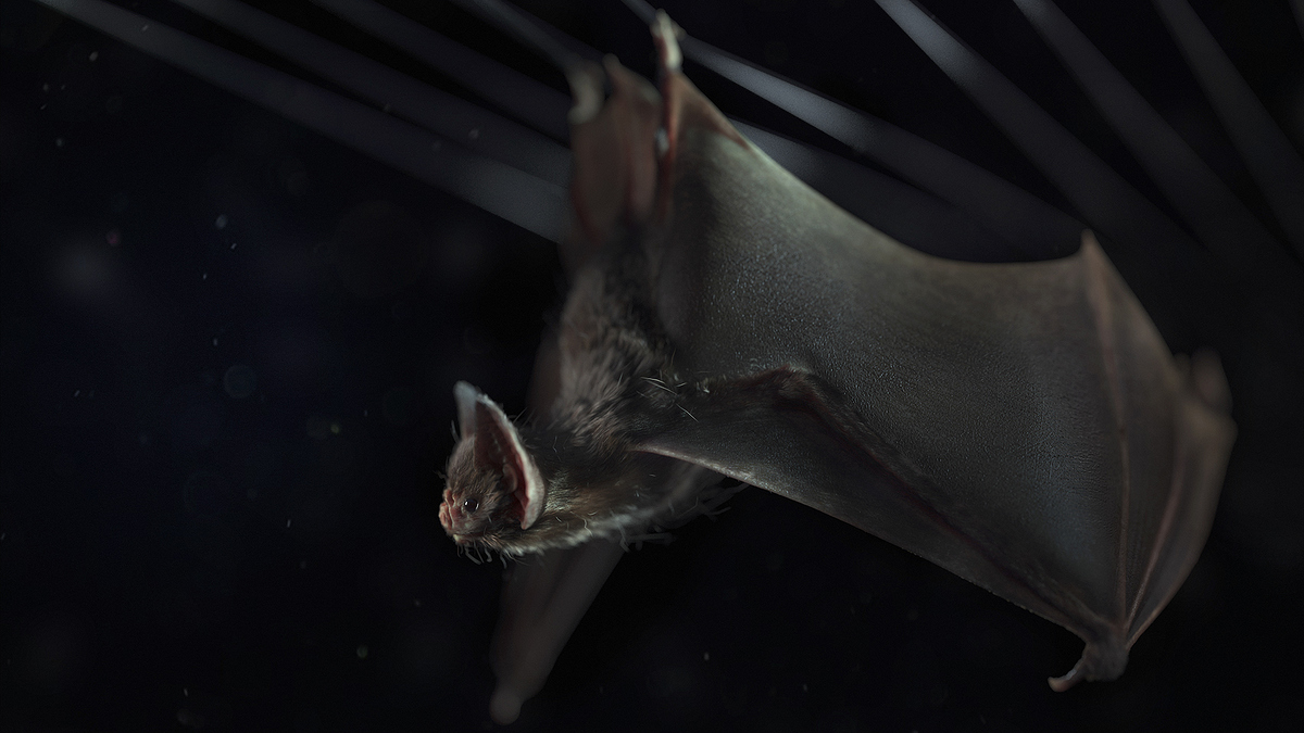 Bat_dramaticLight6k_Side2_COMP_v001_RESIZED