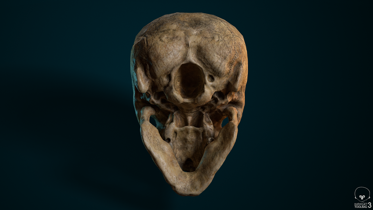 Skull_bottomView_01