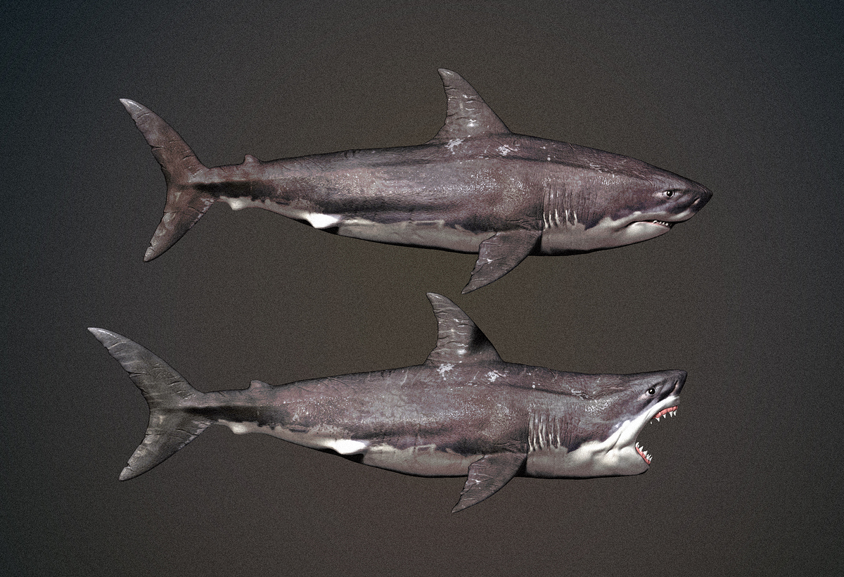 Sharks